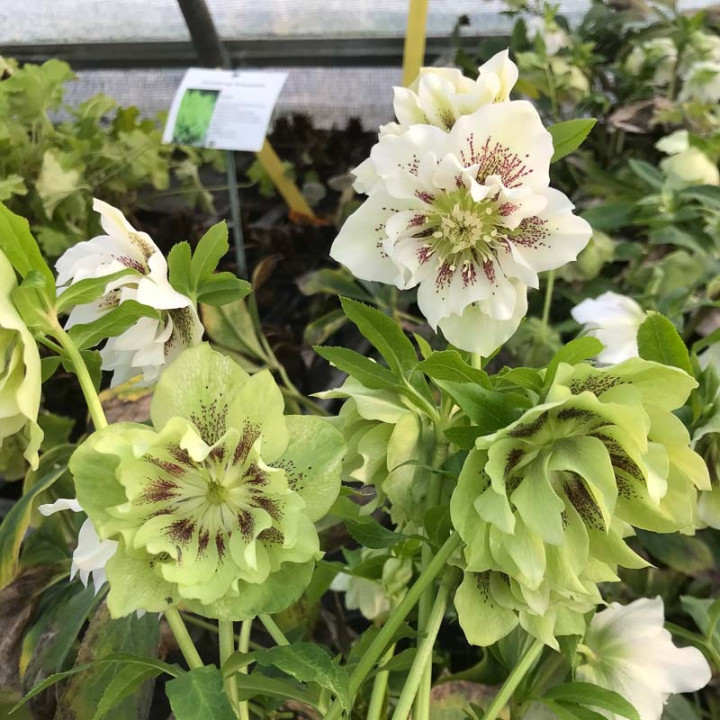 Helleborus double Ellen White Spotted