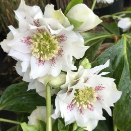 Helleborus double Ellen White Spotted
