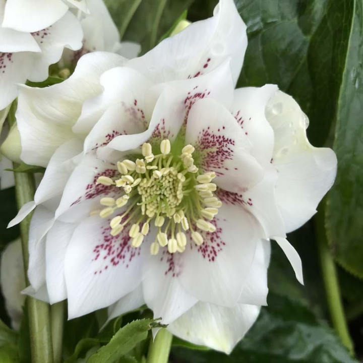 Helleborus double Ellen White Spotted
