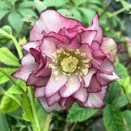 Helleborus double Ellen Picotee