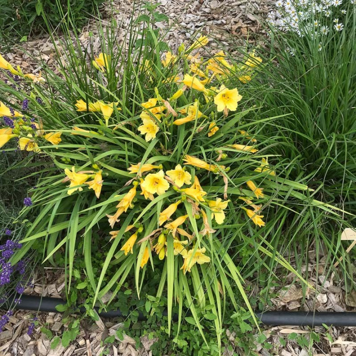 Hemerocallis Happy Returns