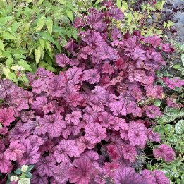 Heuchera Berry smoothie