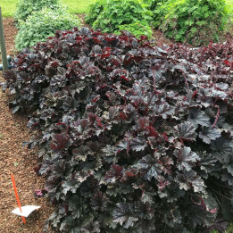 Heuchera Black Taffeta