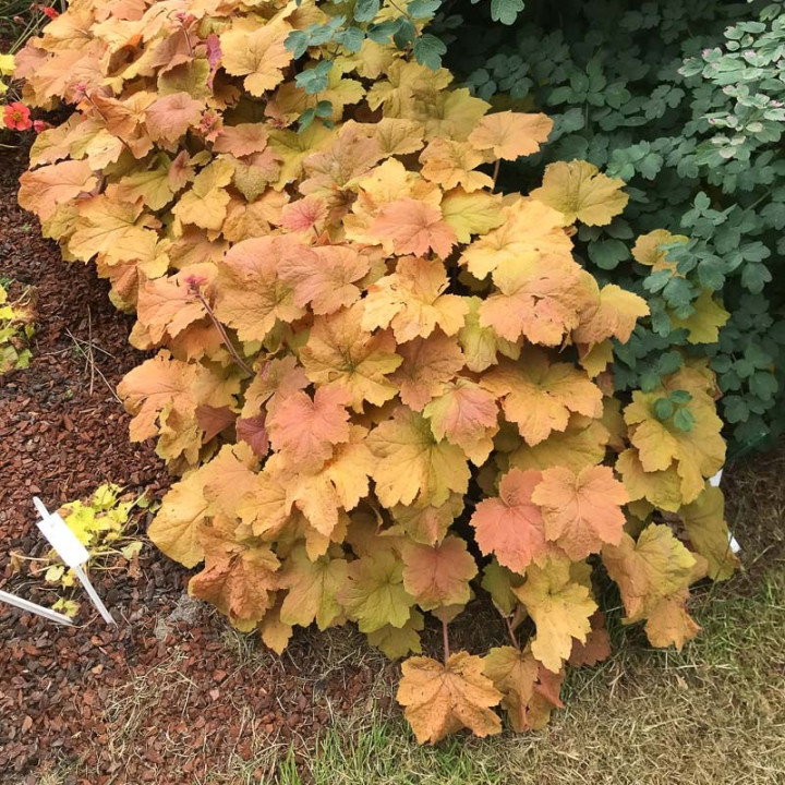 Heuchera Caramel