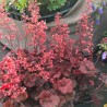 Heuchera Cherry cola