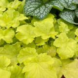 Heuchera Citronelle