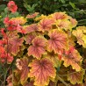 Heuchera Delta Dawn