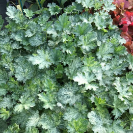 Heuchera Dew Drops