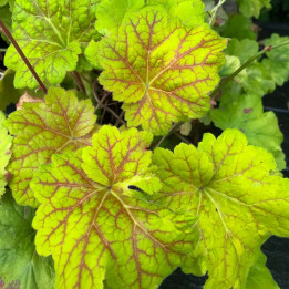 Heuchera Electra
