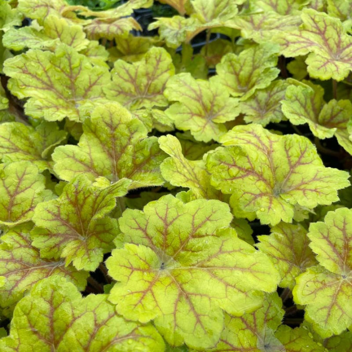 Heuchera Electra