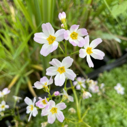 Hottonia palustris
