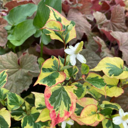 Houttuynia cordata Chameleon