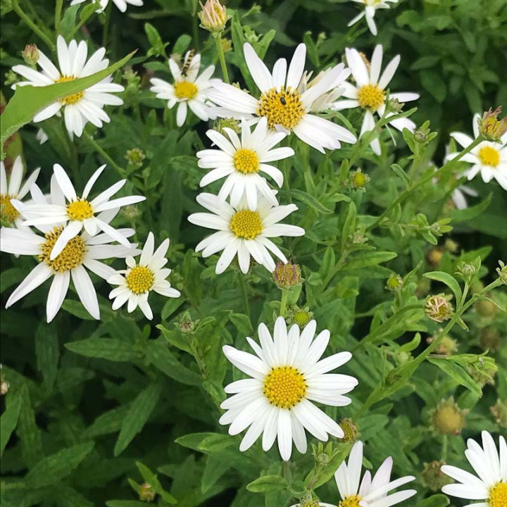 Fleurs du Kalimeris incisa Alba