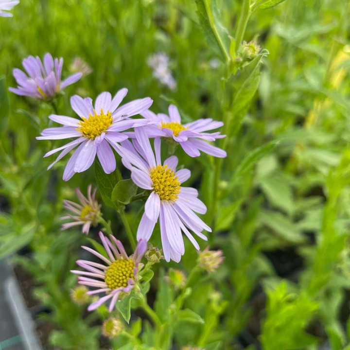 kalimeris incisa Blue Star
