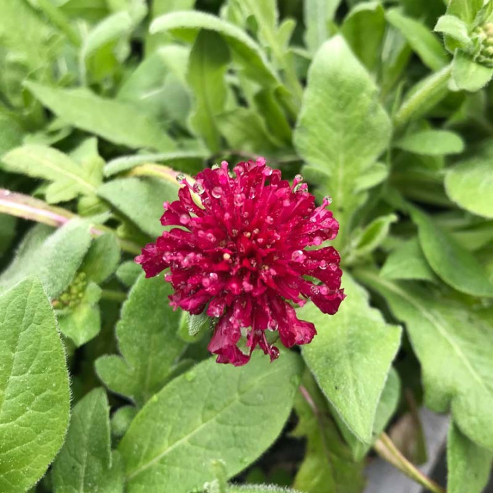 Knautia macedonica Mars Midget