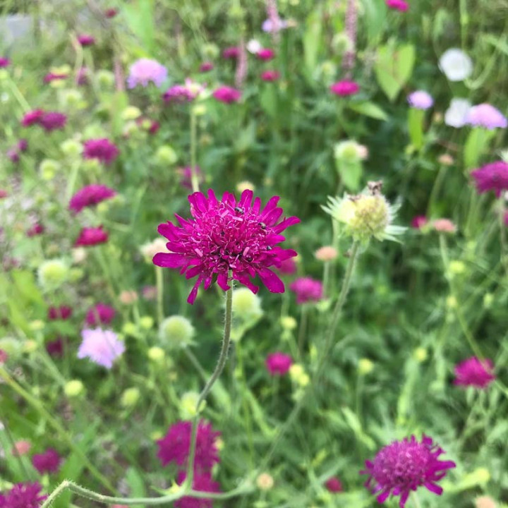 Floraison du Knautia macedonica Mars Midget