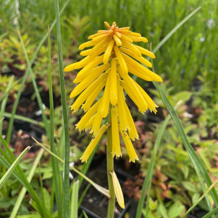 Gros plan de la fleur de Kniphofia Banana Popsicle