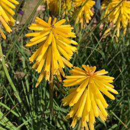 Épis jaune d'or du tritoma Banana Popsicle en pleine floraison estivale
