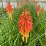 Kniphofia Redhot Popsicle