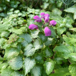 Lamium maculatum Purple Dragon