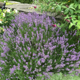 Lavandula angustifolia Munstead