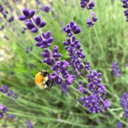 Lavandula Hidcote Blue