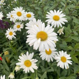 Leucanthemum x superbum Becky