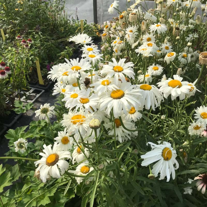 Leucanthemum x superbum Becky