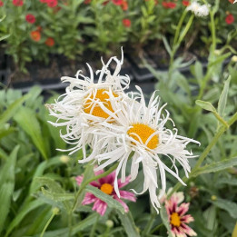 Leucanthemum x superbum Old Court