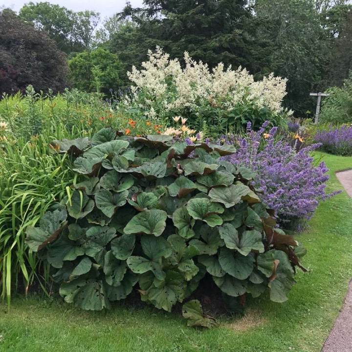 Ligularia dentata Britt Marie Crawford