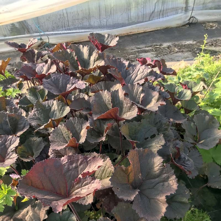 Ligularia dentata Britt Marie Crawford