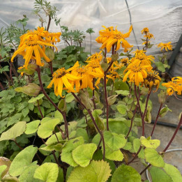 Ligularia dentata Desdemona