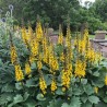 Ligularia stenocephala Little Rocket