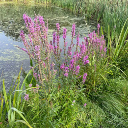 Lythrum salicaria Blush