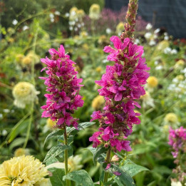 Lythrum salicaria Robert