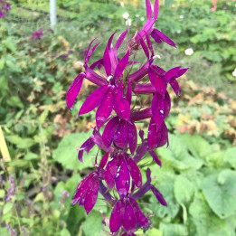 Lobelia speciosa Tania