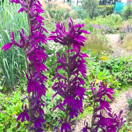 Lobelia speciosa Hadspen Purple