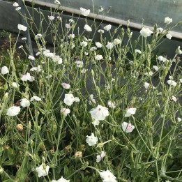 Lychnis coronaria Alba