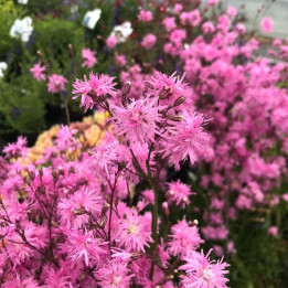 Lychnis flos-cucli Petite Jenny