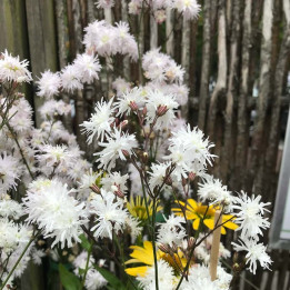 Lychnis flos-cuculi Petit Henri