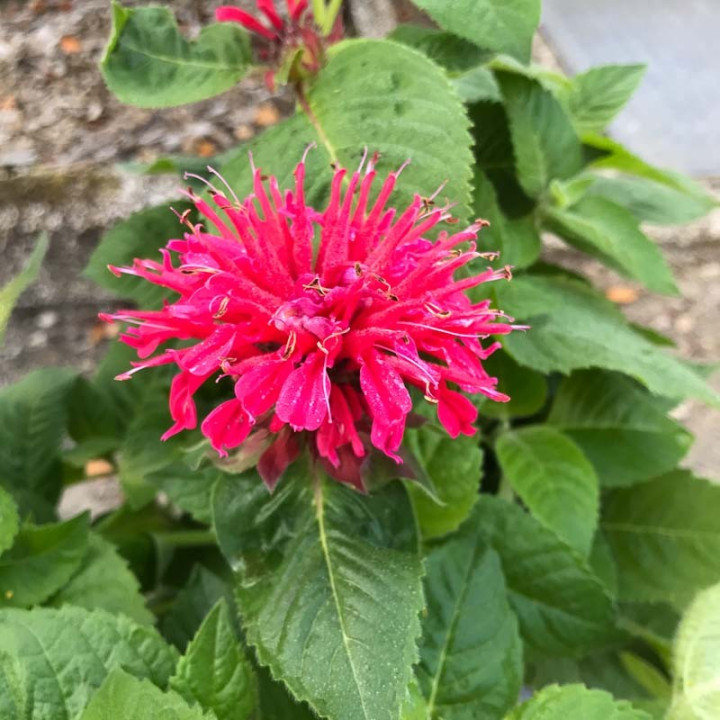 Monarda Bee Happy