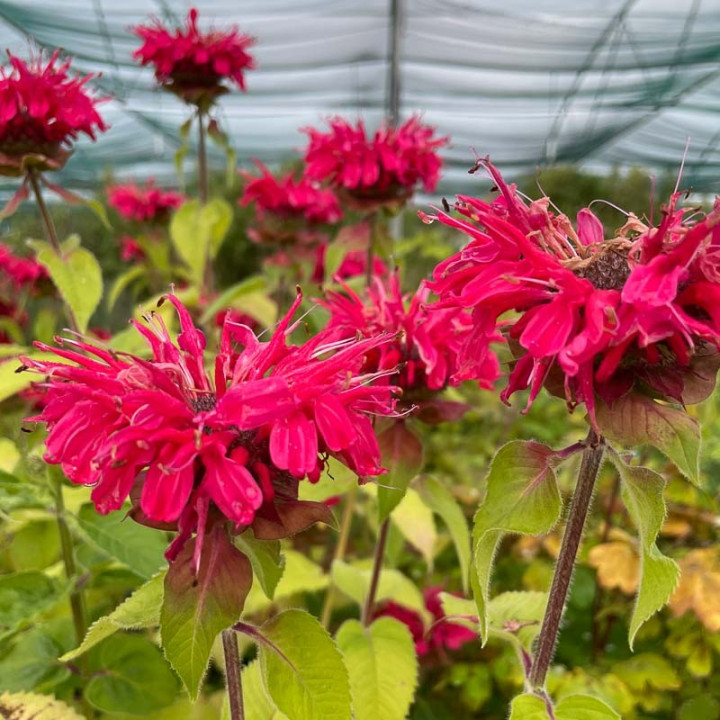 Floraison de la Monarda Bee Happy
