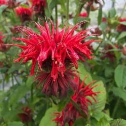 Fleurs de la Monarda Gardenview Scarlet