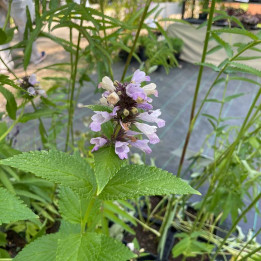 Nepeta subsessilis Sweet Dream