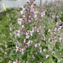 Nepeta racemosa Amelia