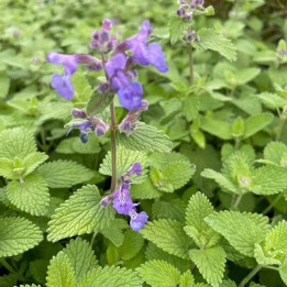 Nepeta racemosa Little Titch