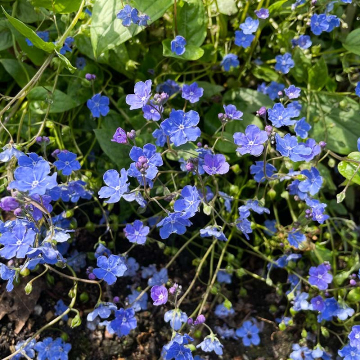 Floraison de l'Omphalodes cappadocica Cherry