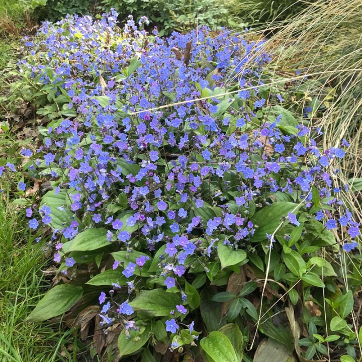 Omphalodes Cherry Ingram en massif