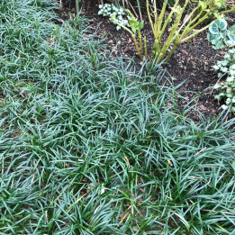 Ophiopogon japonicus Minor