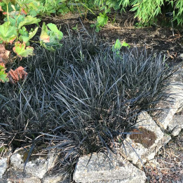 Ophiopogon planiscapus Nigrescens
